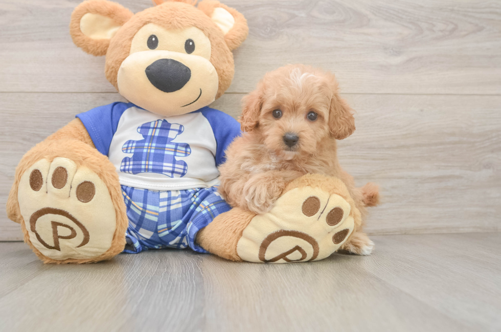 6 week old Maltipoo Puppy For Sale - Lone Star Pups