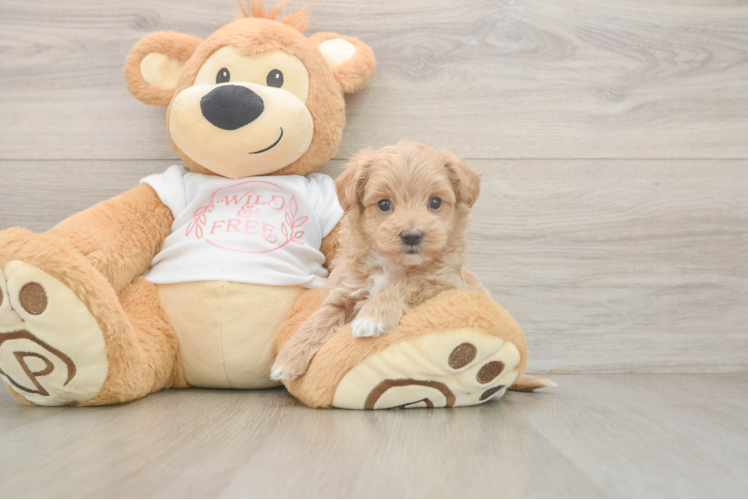 Adorable Moodle Poodle Mix Puppy
