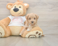 6 week old Maltipoo Puppy For Sale - Lone Star Pups