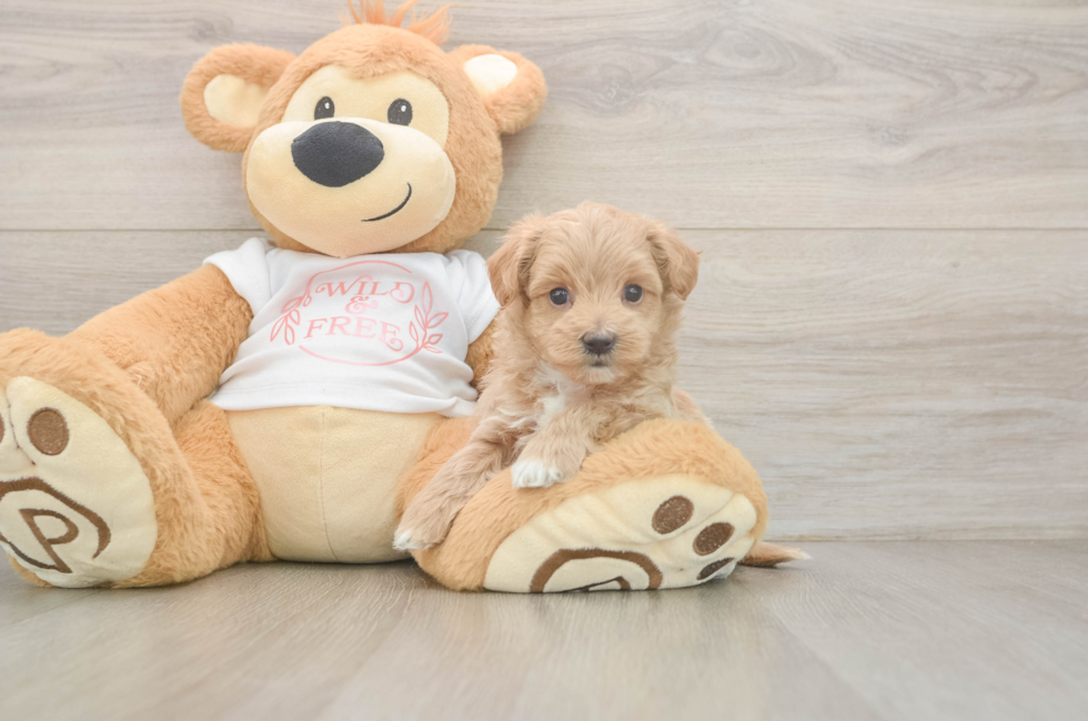 5 week old Maltipoo Puppy For Sale - Lone Star Pups