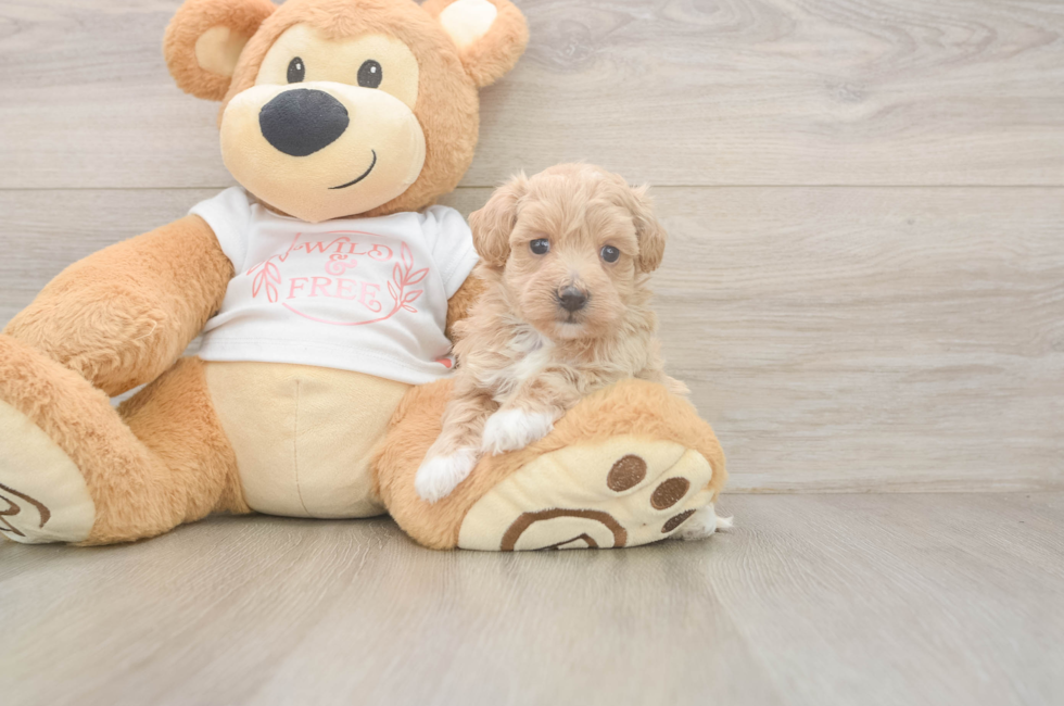 5 week old Maltipoo Puppy For Sale - Lone Star Pups