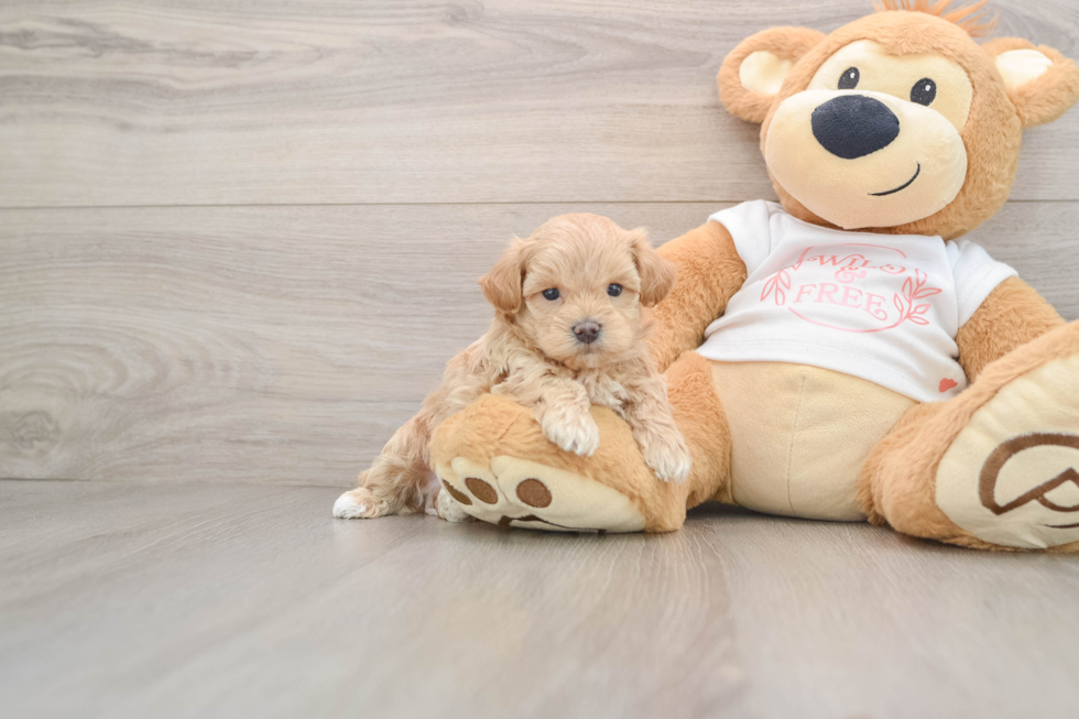 Maltipoo Puppy for Adoption