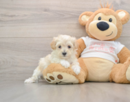 8 week old Maltipoo Puppy For Sale - Lone Star Pups