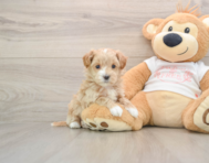8 week old Maltipoo Puppy For Sale - Lone Star Pups