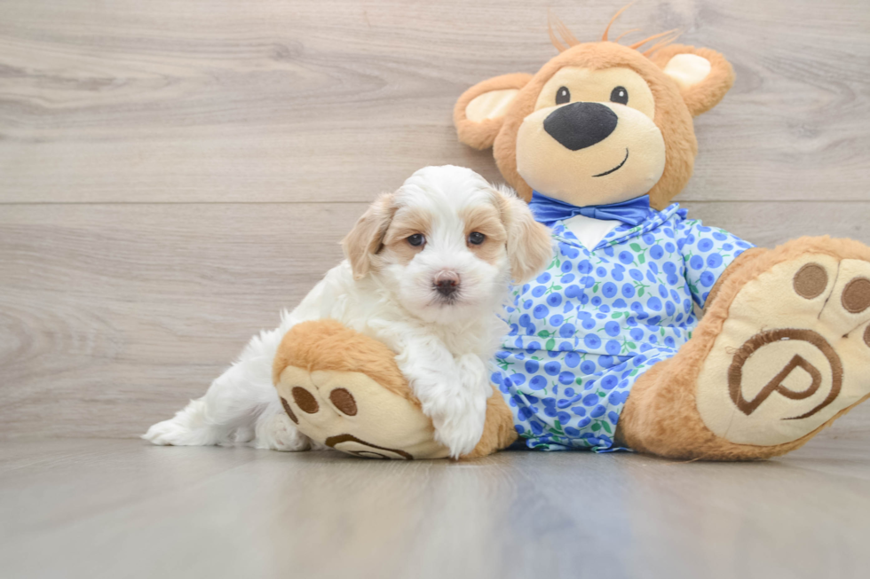 Adorable Moodle Poodle Mix Puppy