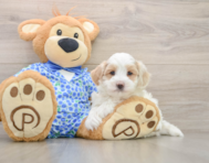 6 week old Maltipoo Puppy For Sale - Lone Star Pups