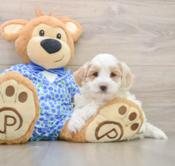 7 week old Maltipoo Puppy For Sale - Lone Star Pups