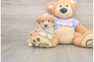Maltipoo Puppy for Adoption