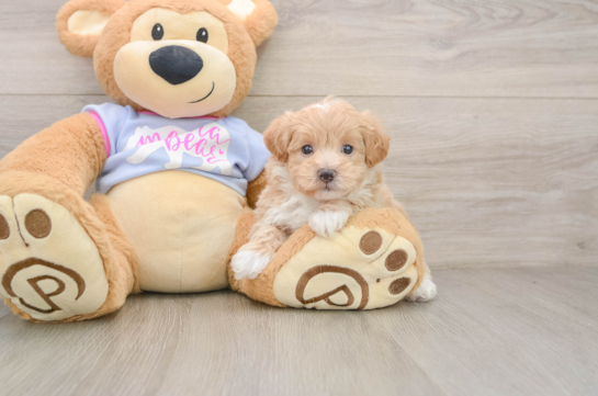 Playful Malt Oodle Poodle Mix Puppy