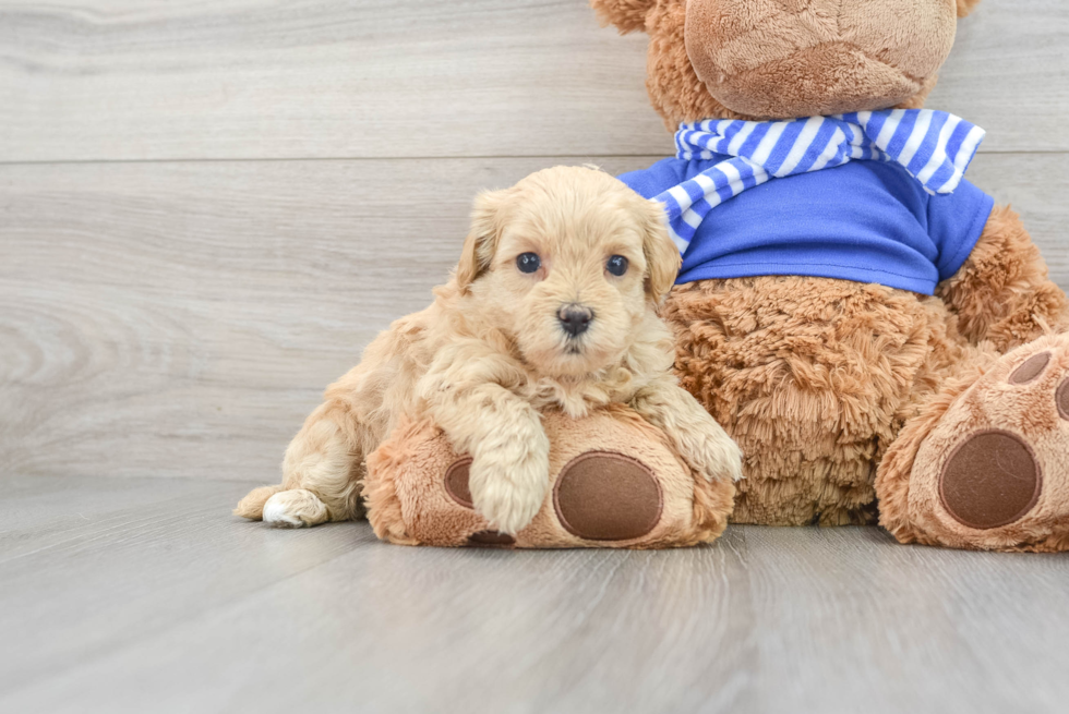 Sweet Maltipoo Baby