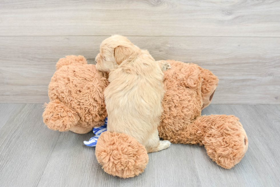Friendly Maltipoo Baby