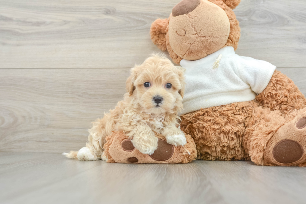 Cute Maltipoo Baby