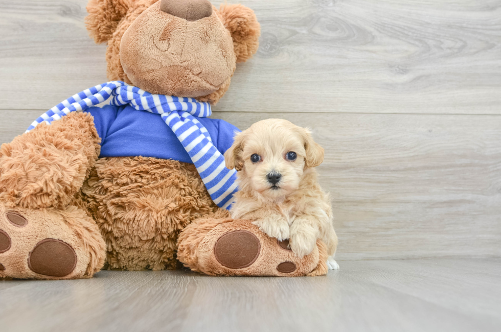 6 week old Maltipoo Puppy For Sale - Lone Star Pups