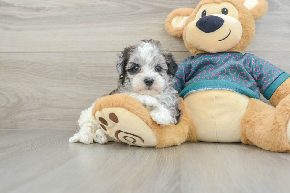 Petite Maltipoo Poodle Mix Pup