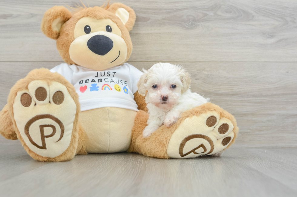 7 week old Maltipoo Puppy For Sale - Lone Star Pups