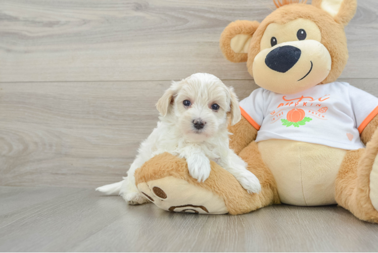 Adorable Moodle Poodle Mix Puppy