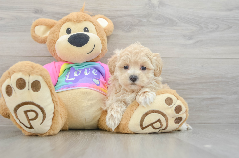 7 week old Maltipoo Puppy For Sale - Lone Star Pups