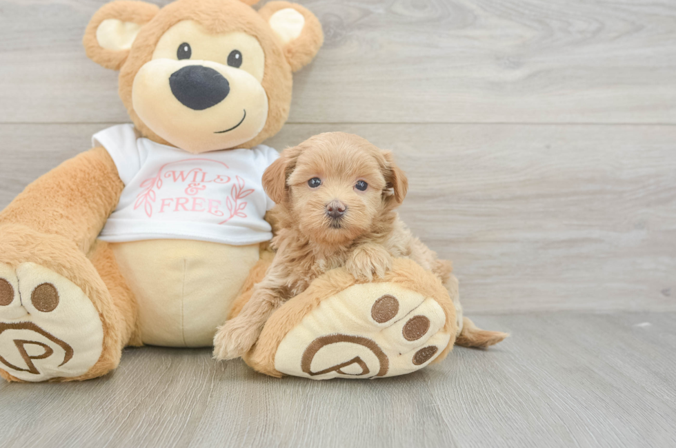 5 week old Maltipoo Puppy For Sale - Lone Star Pups