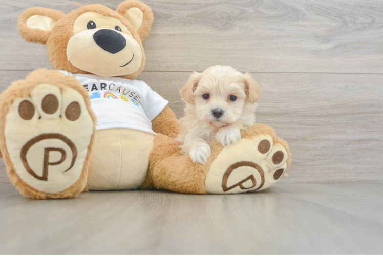 Little Moodle Poodle Mix Puppy