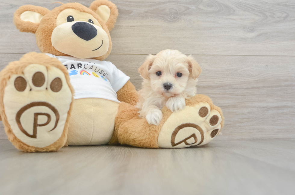 5 week old Maltipoo Puppy For Sale - Lone Star Pups