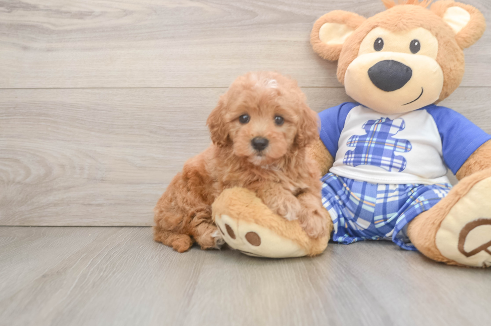 6 week old Maltipoo Puppy For Sale - Lone Star Pups