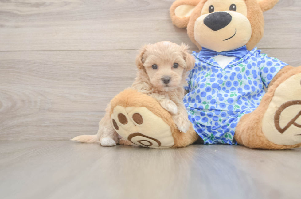 5 week old Maltipoo Puppy For Sale - Lone Star Pups