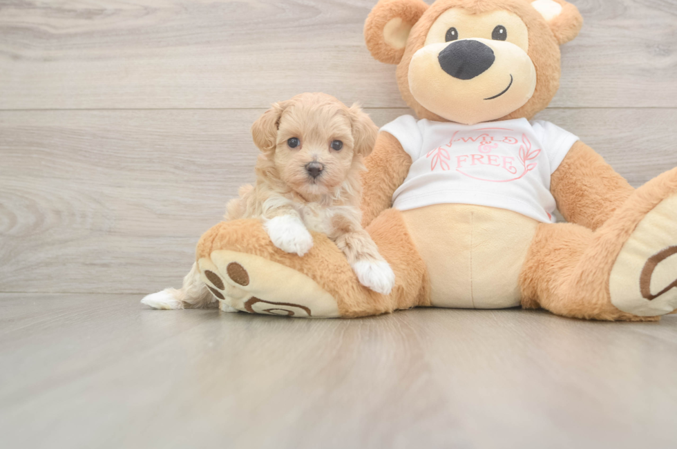5 week old Maltipoo Puppy For Sale - Lone Star Pups