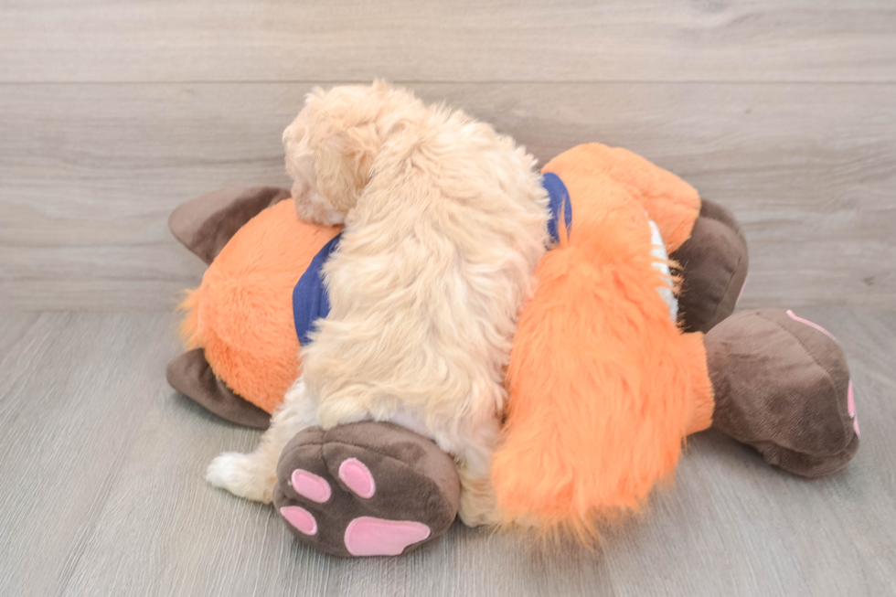 Playful Maltepoo Poodle Mix Puppy