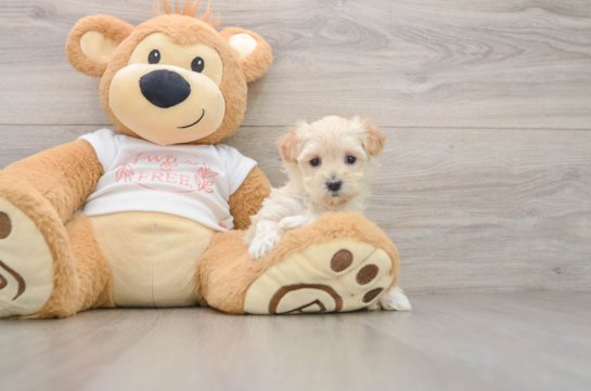 Adorable Maltidoodle Poodle Mix Puppy