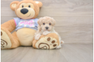 Best Maltipoo Baby