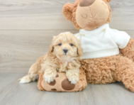 9 week old Maltipoo Puppy For Sale - Lone Star Pups