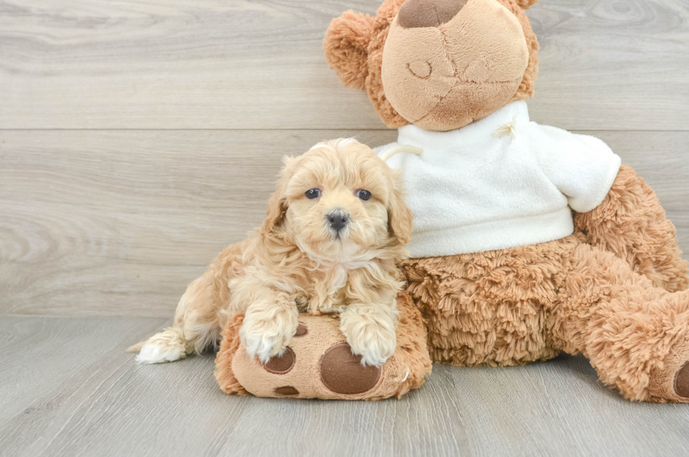 8 week old Maltipoo Puppy For Sale - Lone Star Pups