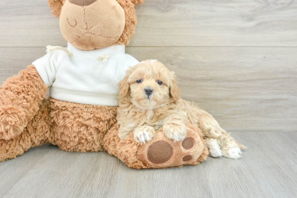 Maltipoo Pup Being Cute