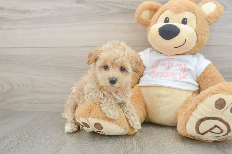 5 week old Maltipoo Puppy For Sale - Lone Star Pups