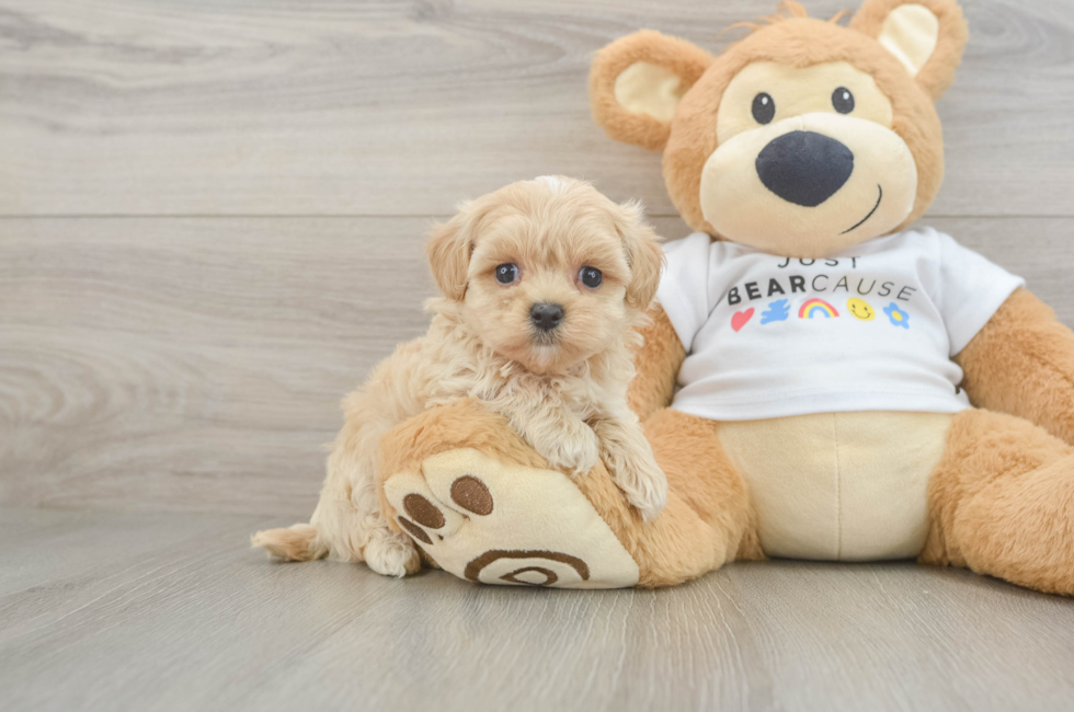 5 week old Maltipoo Puppy For Sale - Lone Star Pups
