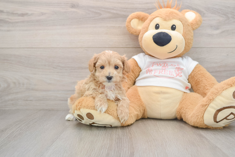 Friendly Maltipoo Baby
