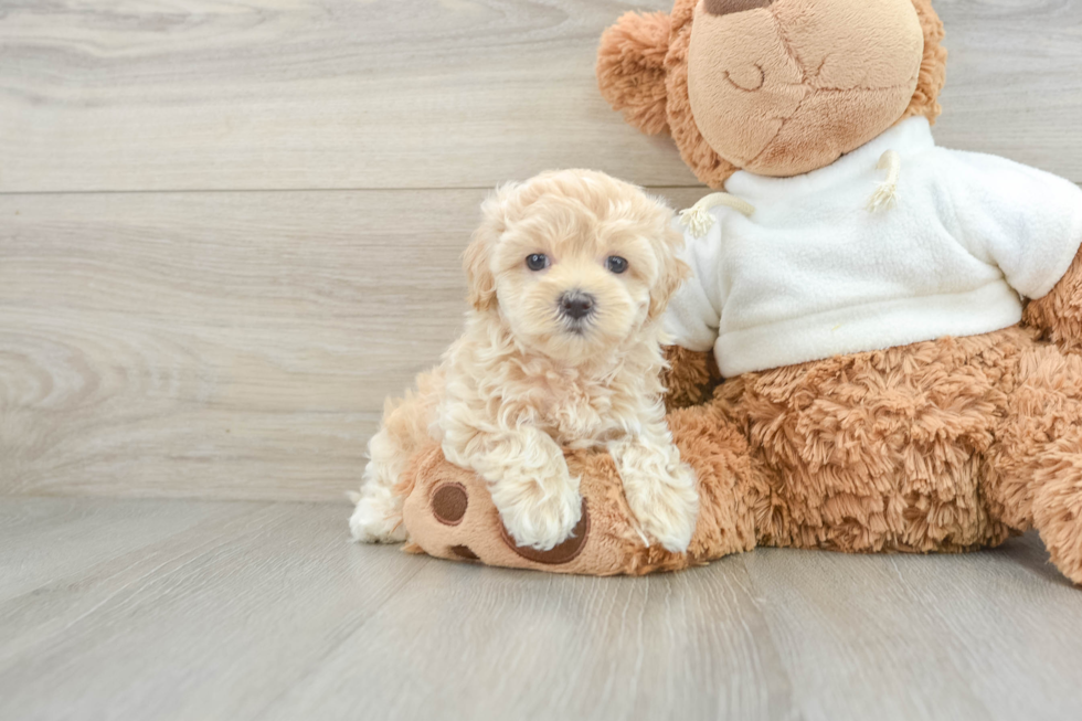 Maltipoo Puppy for Adoption