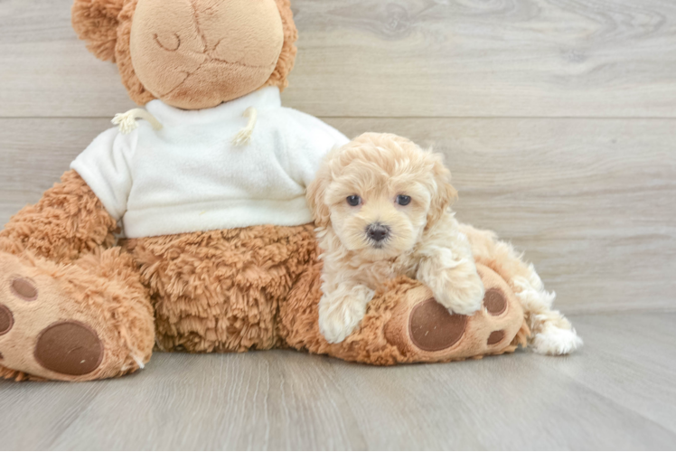 Friendly Maltipoo Baby