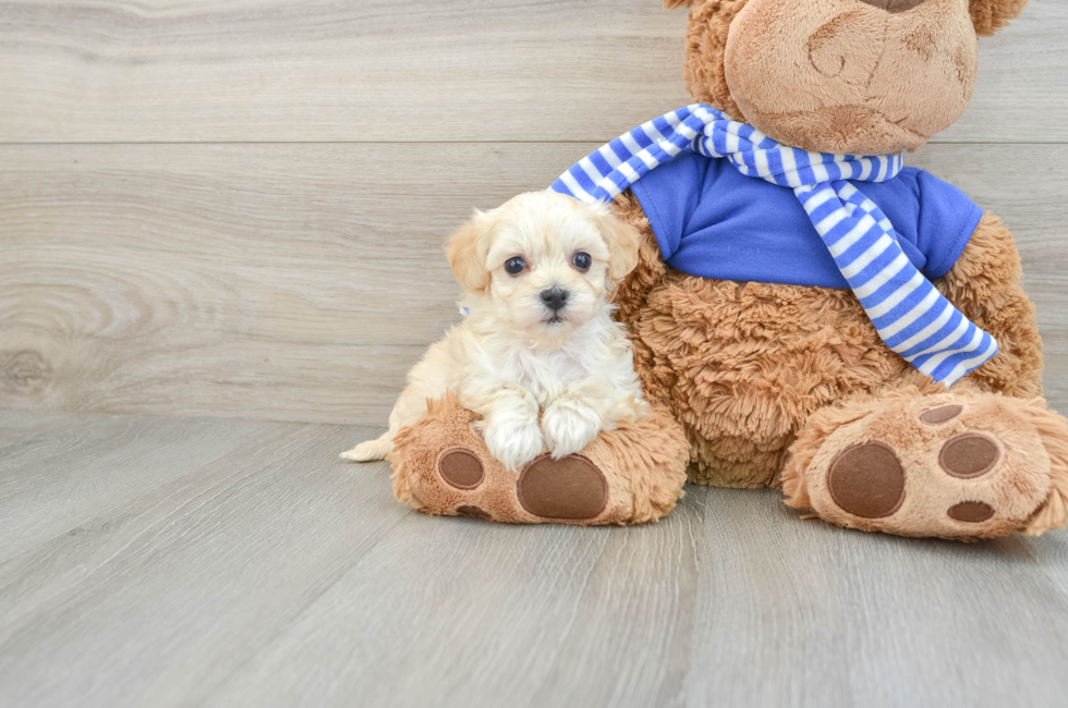 6 week old Maltipoo Puppy For Sale - Lone Star Pups