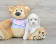 8 week old Maltipoo Puppy For Sale - Lone Star Pups