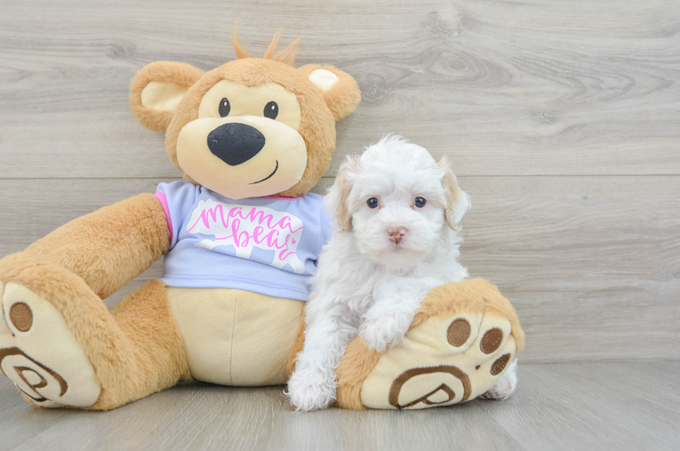 8 week old Maltipoo Puppy For Sale - Lone Star Pups