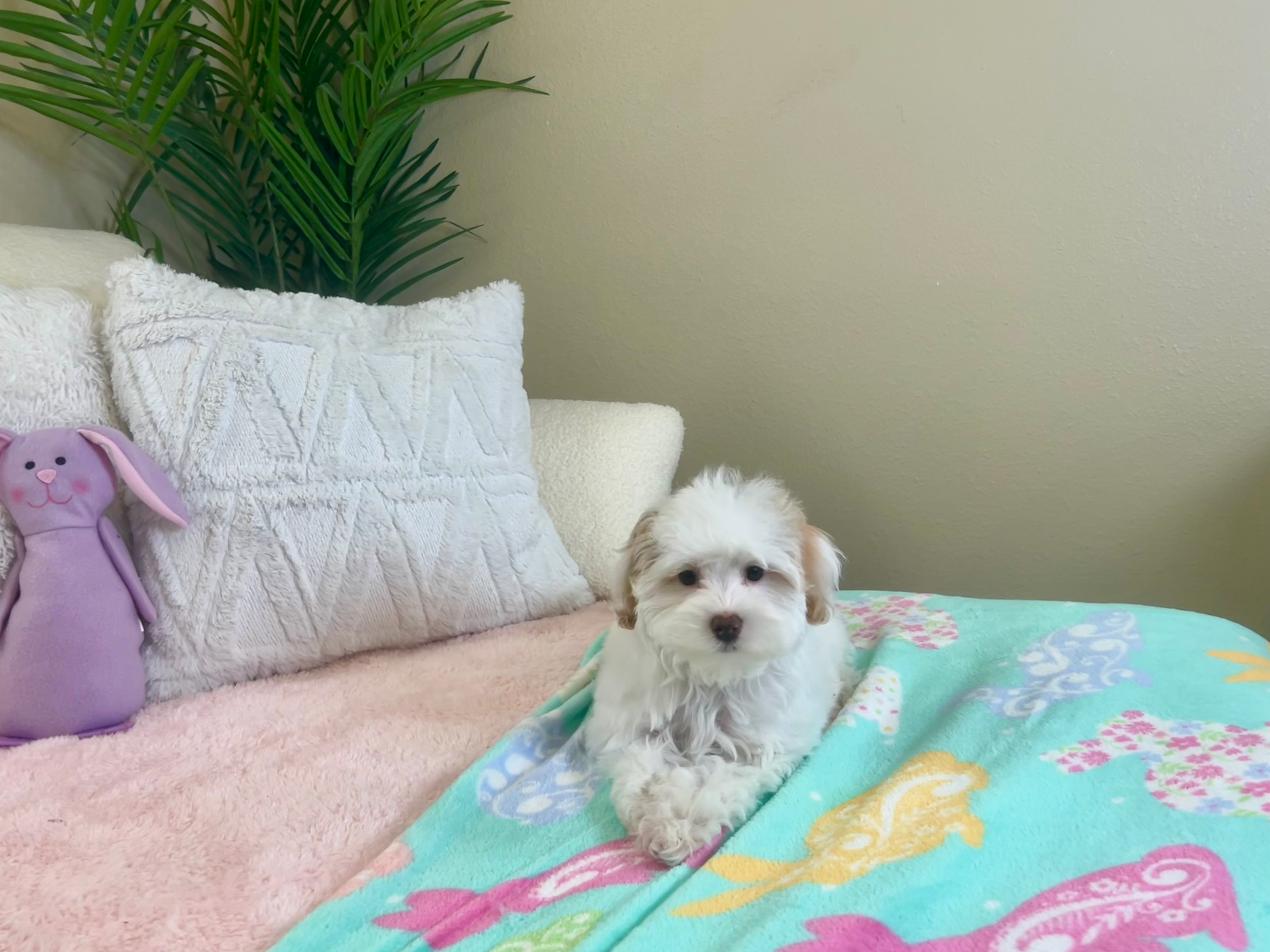 Maltipoo Puppy for Adoption