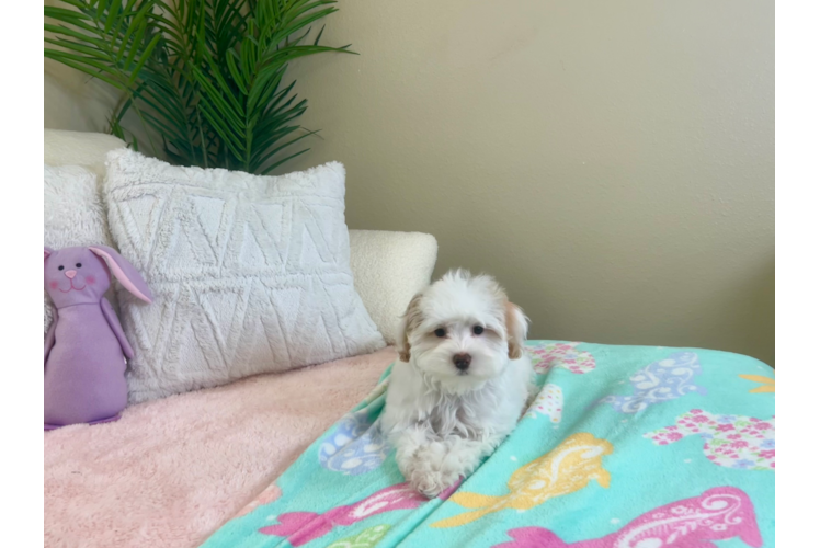 Maltipoo Puppy for Adoption