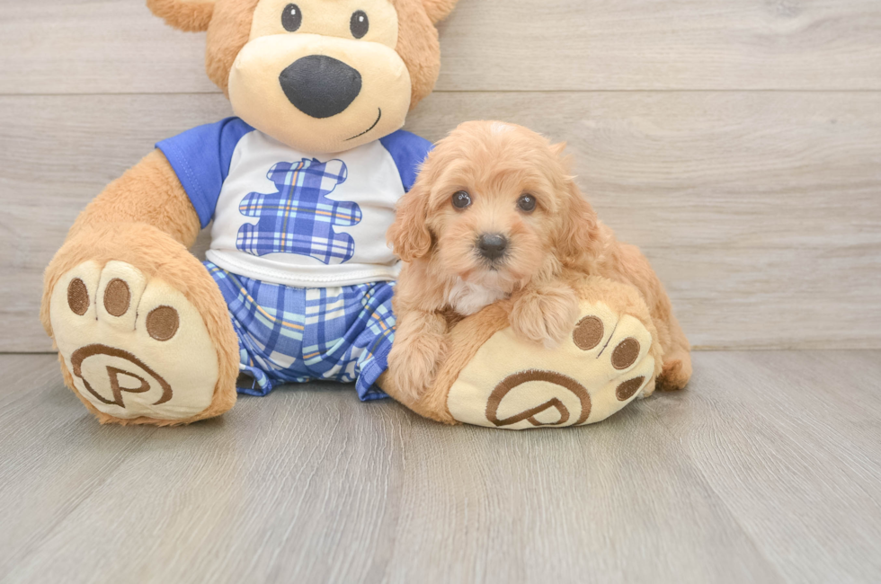 6 week old Maltipoo Puppy For Sale - Lone Star Pups