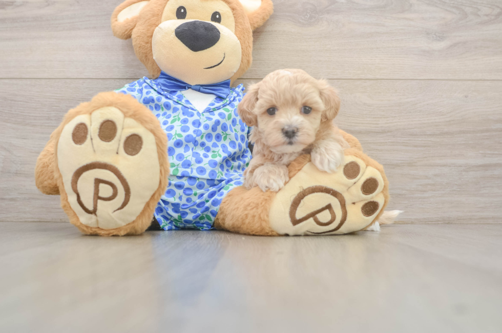 5 week old Maltipoo Puppy For Sale - Lone Star Pups