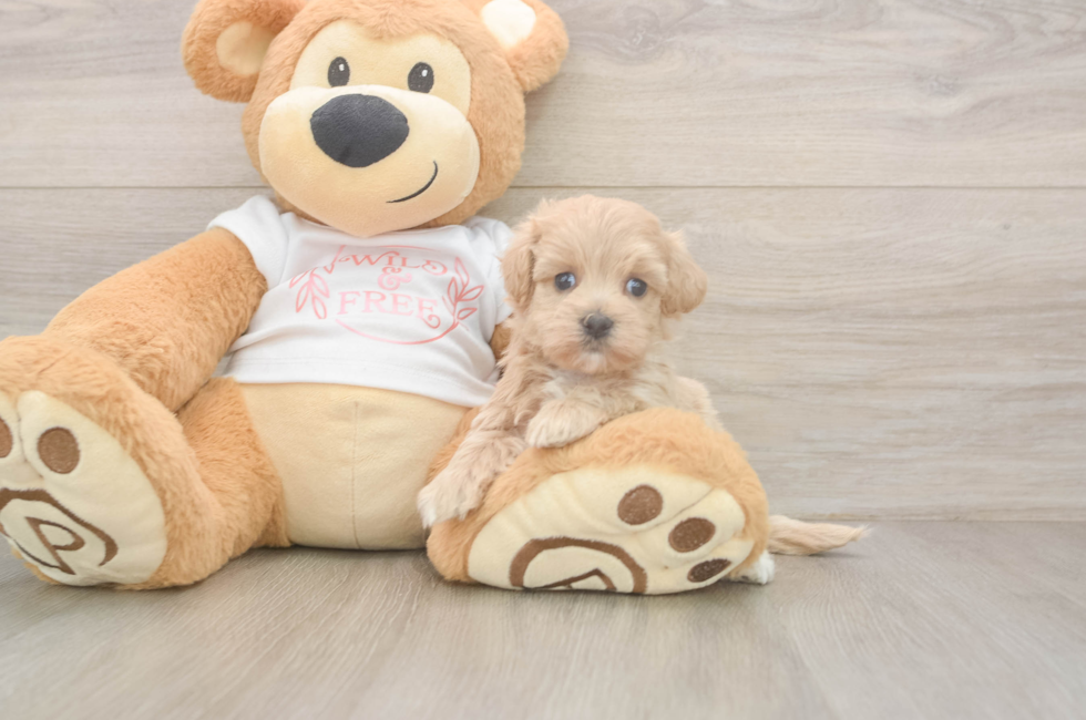 5 week old Maltipoo Puppy For Sale - Lone Star Pups