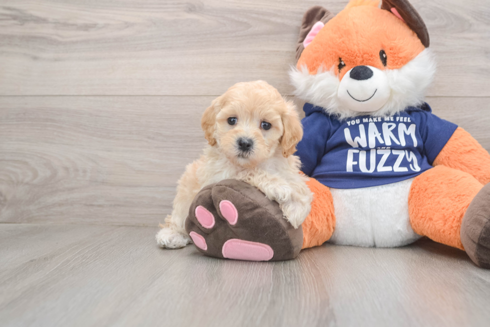 Maltipoo Pup Being Cute