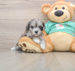 8 week old Maltipoo Puppy For Sale - Lone Star Pups