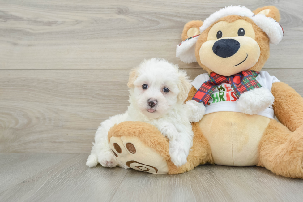 Playful Maltidoodle Poodle Mix Puppy