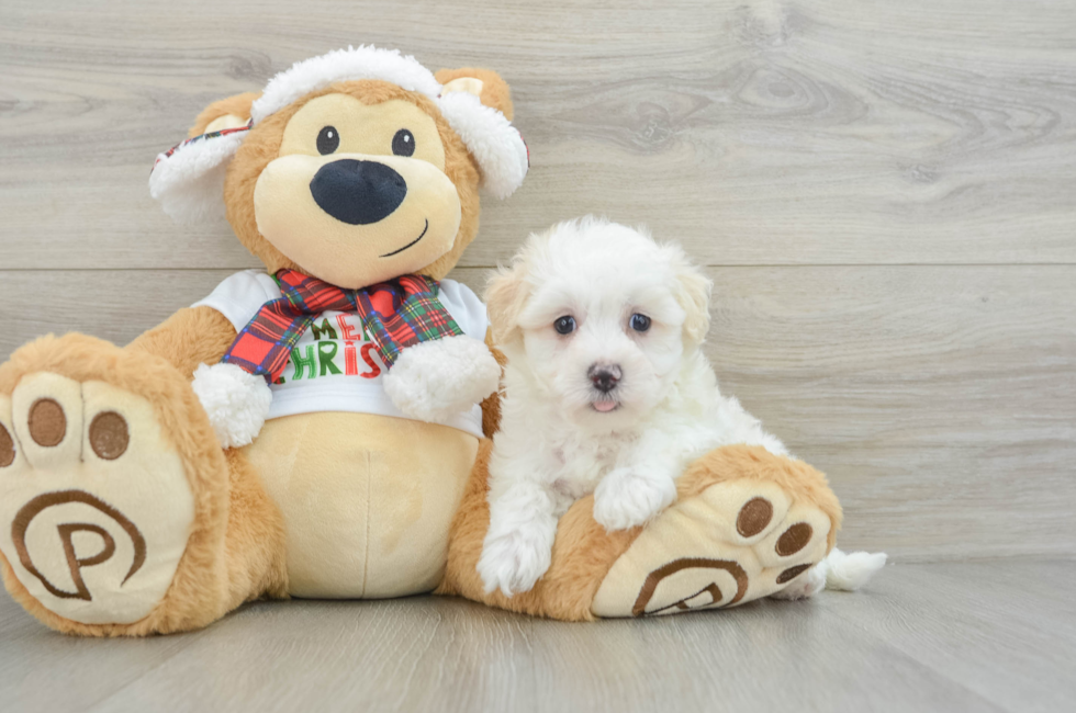 7 week old Maltipoo Puppy For Sale - Lone Star Pups